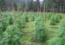 Нива с марихуана в с. Югово откри полицията, 5-ма задържани за отглеждането и разпространението ѝ