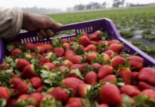 1000 берачи на ягоди от България търсят испански земеделци
