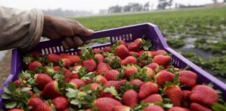 1000 берачи на ягоди от България търсят испански земеделци