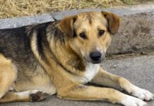 Как Община Асеновград планира да реши проблема с популацията на безстопанствените кучета