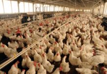 БАБХ: В търговската мрежа няма яйца от фермата с птичи грип край Асеновград