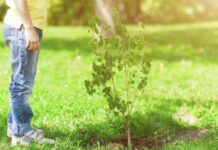 В памет на свой приятел асеновградчани създават „Гора на живота“