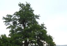 Обявиха за защитено вековно дърво на 300 години