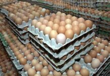 БАБХ започва засилени проверки във връзка с предстоящите празници – Великден и Гергьовден