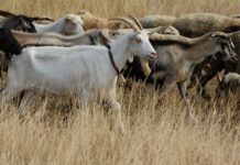 Над 1,1 млн. лева доплати Държавен фонд „Земеделие“ по COVID 1