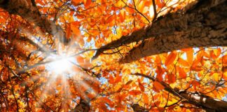 Времето днес