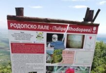 Вандали счупиха информационна табела за родопските лалета, от сдружение „Устремени“ събират средства за нова