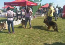 Близо 300 се очаква да бъдат кучетата, участници в 4- дневната киноложка изложба край Асеновград