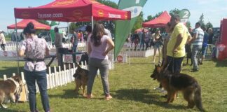 Близо 300 се очаква да бъдат кучетата, участници в 4- дневната киноложка изложба край Асеновград