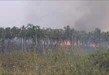 Близо 300 дка сухи треви и стари лозя изгоряха вчера край Асеновград