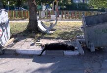 Труп на куче се разлага край детска площадка в кв. Баба Тонка в Асеновград