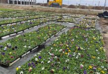 Половин милион теменужки засаждат край улици, булеварди и паркове в Пловдив