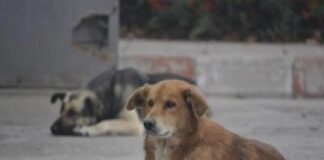 Шест безстопанствени кучета бяха уловени днес в Асеновград и транспортирани в Зооветеринарният комплекс в Пловдив