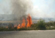 Сухи треви горят на изхода на града, след кв. „Лозница“