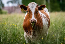 Огнище на заболяването Син език