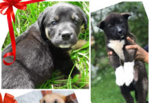 Коледен онлайн базар в помощ на бездомните животни организират от сдружение „Дай лапа“ в Асеновград