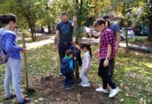 Доброволци засадиха 20 яворови дръвчета в градинката на ул. „Цар Освободител“ в Асеновград