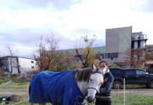 Държавното първенство за млади ездачи събра десетки расови коне край Асеновград