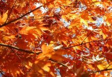 Днес в 16:31 часа настъпва астрономическата есен