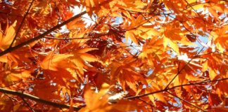 Днес в 16:31 часа настъпва астрономическата есен