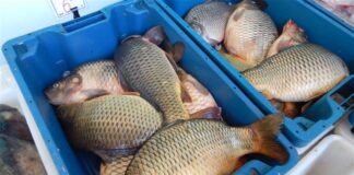 Инспектират обекти за производство и продажба на риба от 3 до 7 декември