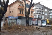 Кастрят дървета по бул. „България“ в Асеновград в двата почивни дни, ограничават движението от 8:00 до 15:00 ч.