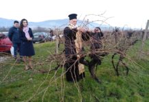 Община Куклен отбелязва празника „Трифон Зарезан“ с традиционното зарязване на лозите