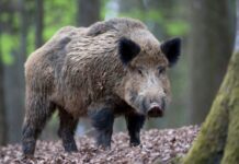 Тази събота откриват груповия лов на дива свиня – ограничения има единствено в района с констатиран случай на африканска чума по свинете