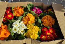 Общински младежки съвет – Асеновград продава цветя с благотворителна цел