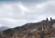 Бурният вятър събори дърво на пътя преди с. Орешец