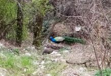 Паунът Асен, който живее под Асеновата крепост, вече си има партньорка – Ленка