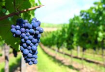 От 9 май започва прием на заявления за преструктуриране и конверсия на лозя