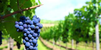 От 9 май започва прием на заявления за преструктуриране и конверсия на лозя