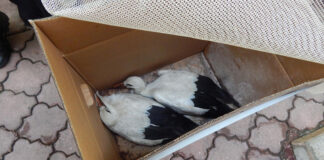 15 птици от защитени видове спасиха експертите от РИОСВ – Пловдив