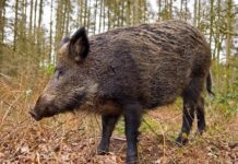 Регистрирани са два взрива със заболели от трихинелоза лица