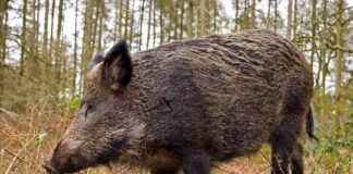 Регистрирани са два взрива със заболели от трихинелоза лица