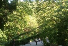 Дърво падна на пътя за Бачково, в района на бензиностанцията