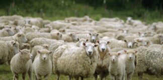 Близо 24 млн. лв. бяха преведени на животновъдите