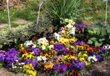 Обявиха нова обществена поръчка за доставка на растителност, след като първата претърпя провал