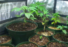 Асеновградски полицаи задържаха мъж, отглеждал канабис