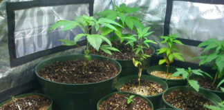 Асеновградски полицаи задържаха мъж, отглеждал канабис