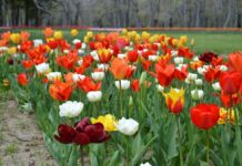 Обществена поръчка за доставка на растителност обяви Община Асеновград