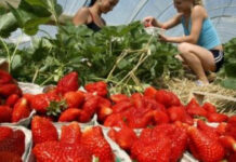 Търсят 800 берачи на ягоди за Испания