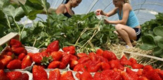 Търсят 800 берачи на ягоди за Испания