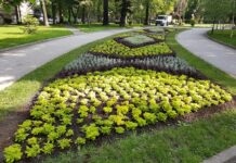 Община Пловдив пръска тревните площи срещу комари и кърлежи