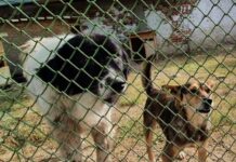 Община Асеновград и организации в защита на бездомните кучета водят преговори за сътрудничество