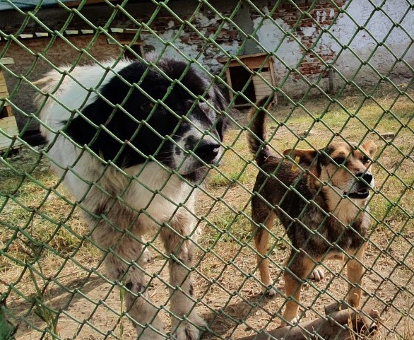 20201004_103550-golyam