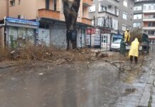 Продължава кастренето на опасни и изсъхнали клони в Асеновград