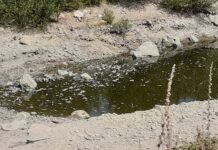 Умряла риба в р. Чая