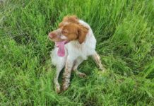 Тече срокът за заплащане на данък за домашно куче